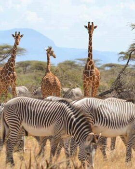 Samburu Christmas & New Year Safari