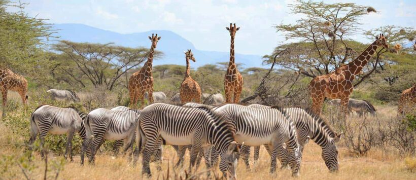 Samburu Christmas & New Year Safari