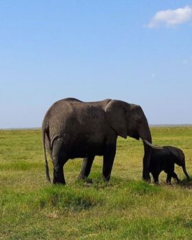 Amboseli Group Joining Safari