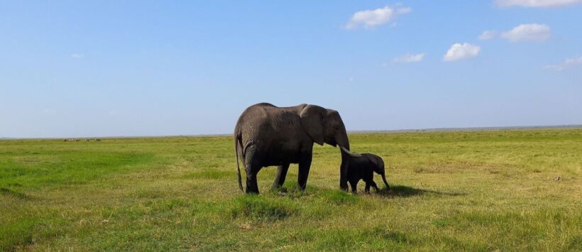 Amboseli Group Joining Safari
