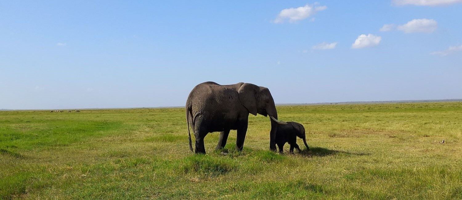 Amboseli Group Joining Safari