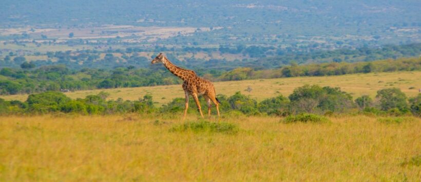 Masai Mara National Reserve