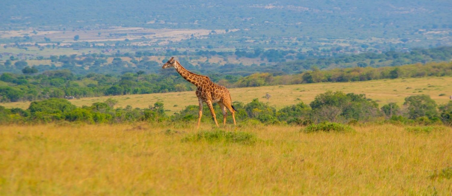 Masai Mara National Reserve