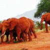 3 Days Tsavo Safari Elephants 3 Days Tsavo Safari