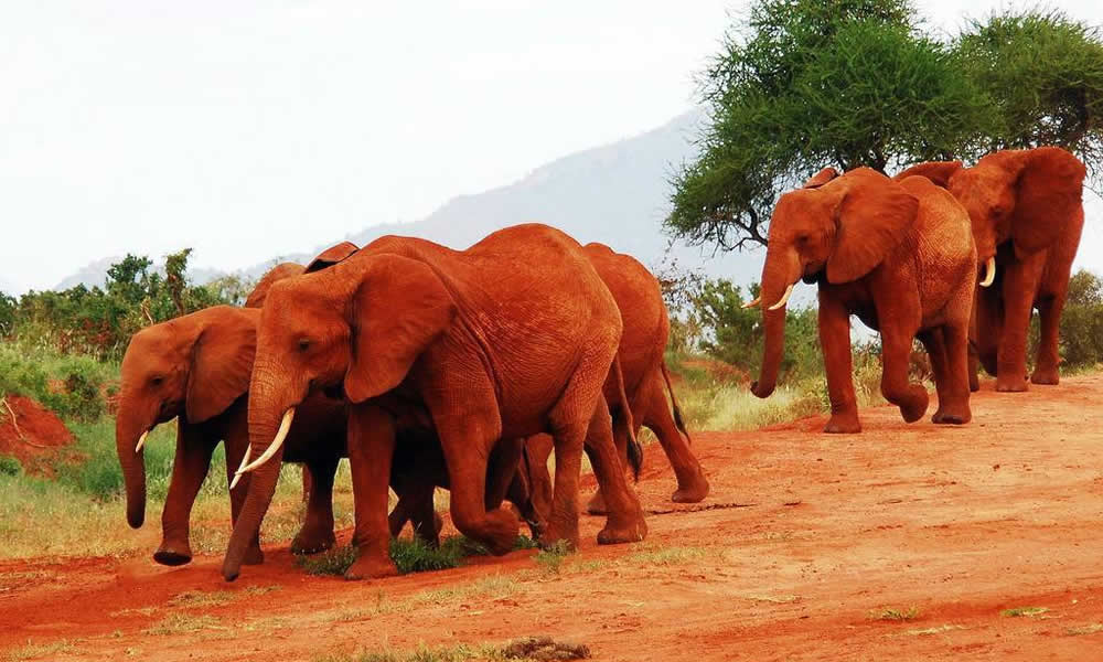 3 Days Tsavo Safari Elephants 3 Days Tsavo Safari