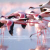 1 Day Lake Nakuru Safari 1 Day Lake Nakuru Safari