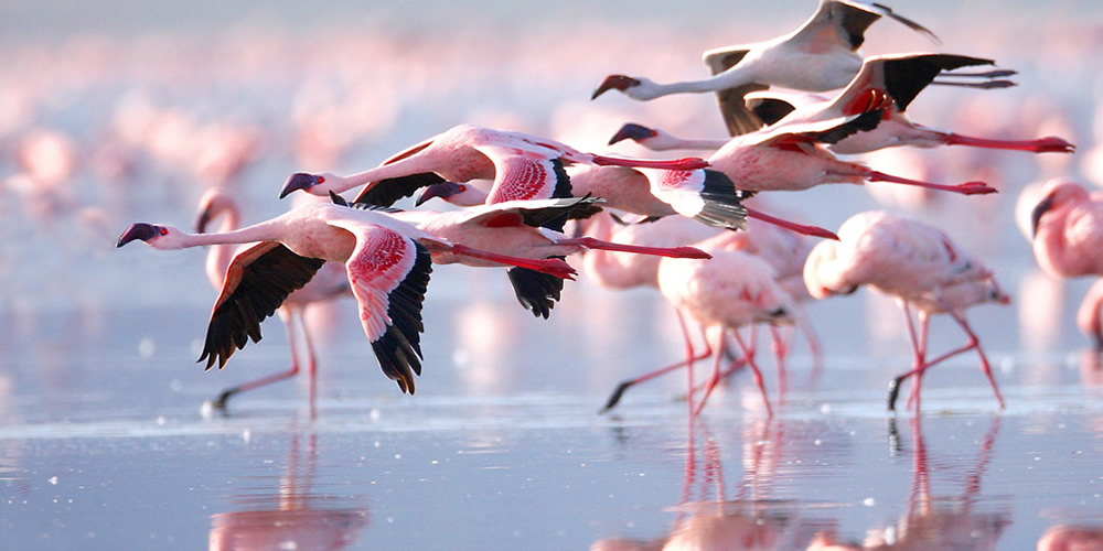 1 Day Lake Nakuru Safari 1 Day Lake Nakuru Safari