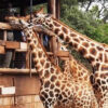 1 Day Nairobi City Tour 1 Day Nairobi City Tour