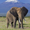 1 Day Amboseli Safari 1 Day Amboseli Safari