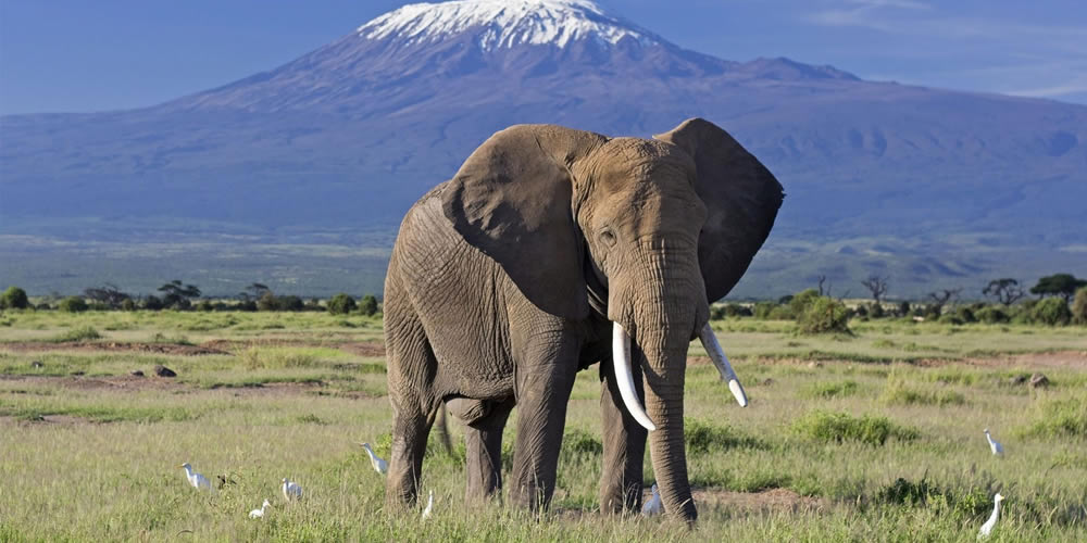 1 Day Amboseli Safari 1 Day Amboseli Safari