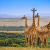 2 Days Masai Mara Safari 2 Days Masai Mara Safari