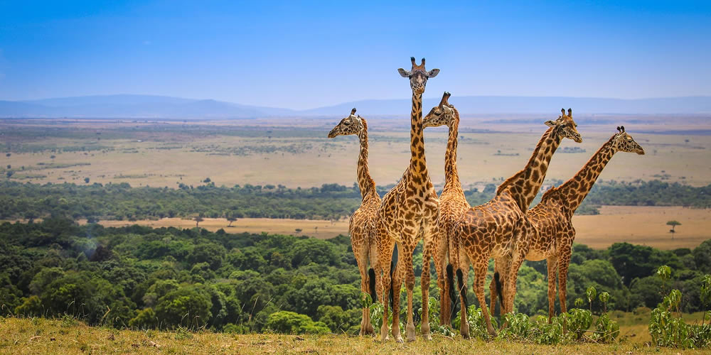 2 Days Masai Mara Safari 2 Days Masai Mara Safari