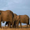02 Days Tsavo East Safari 2 Days Tsavo East Safari