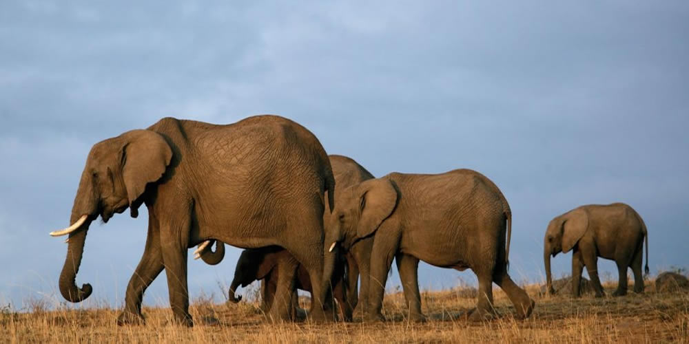 02 Days Tsavo East Safari 2 Days Tsavo East Safari