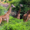 02 Days Tsavo West Safari 02 Days Tsavo West Safari