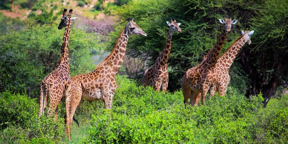 02 Days Tsavo West Safari 02 Days Tsavo West Safari