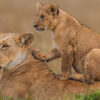 13 Days Kenya Wildlife Safari 13 Days Kenya Wildlife Safari