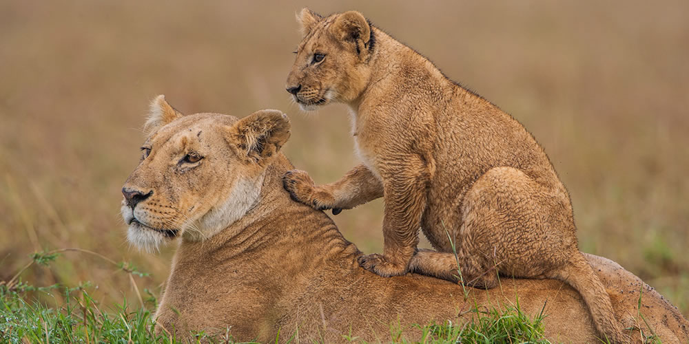 13 Days Kenya Wildlife Safari 13 Days Kenya Wildlife Safari