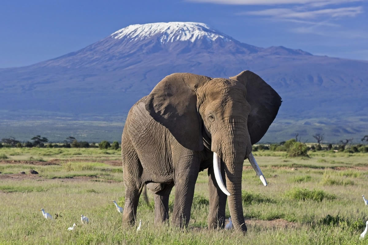 2 Days Amboseli National Park Safari