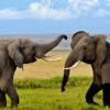 2 Days Amboseli Safari