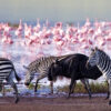 2 Days Naivasha and Nakuru Safari 2 Days Naivasha and Nakuru Safari