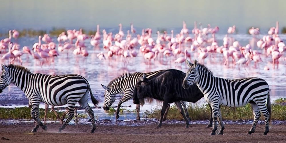 2 Days Naivasha and Nakuru Safari 2 Days Naivasha and Nakuru Safari