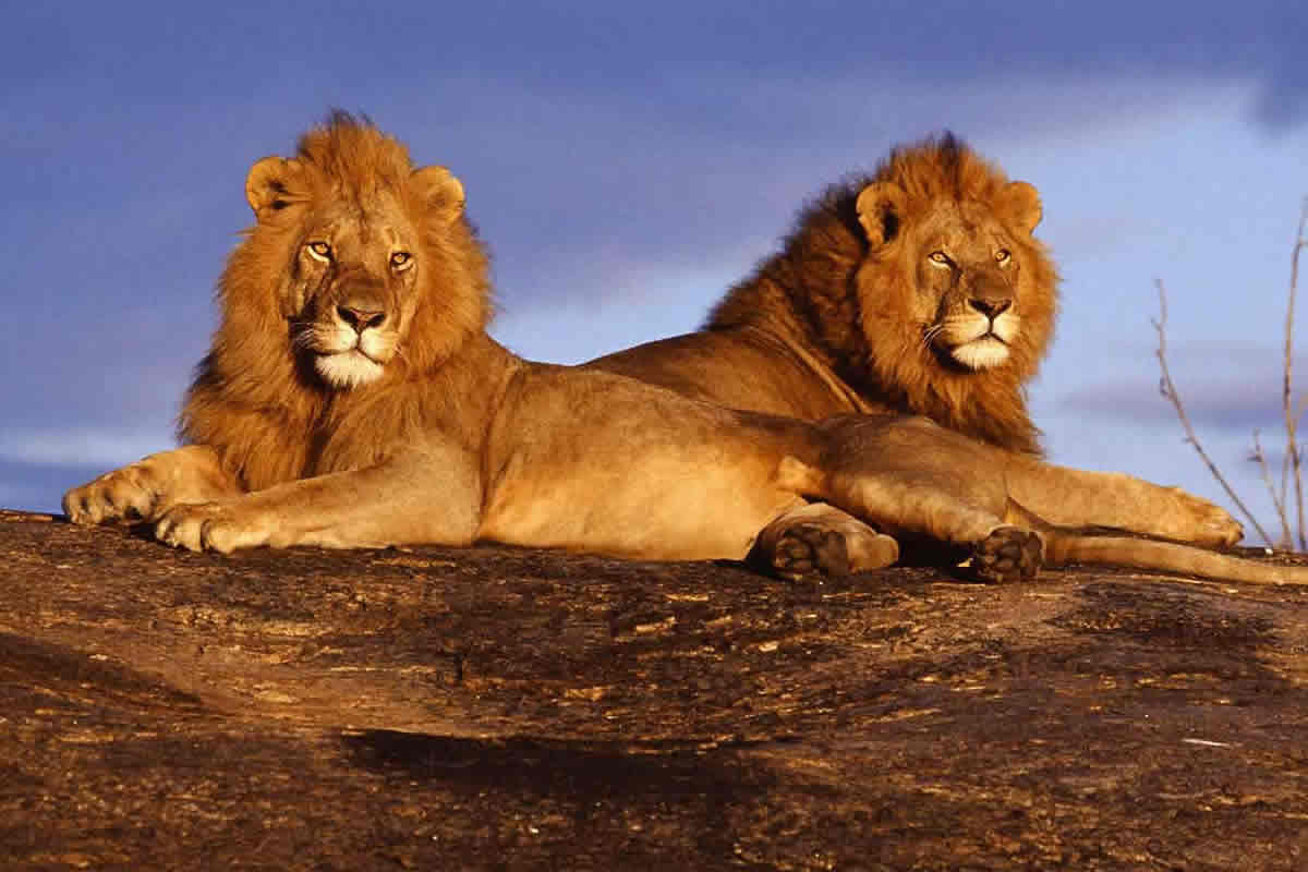 2 Days Tsavo West National Park Safari