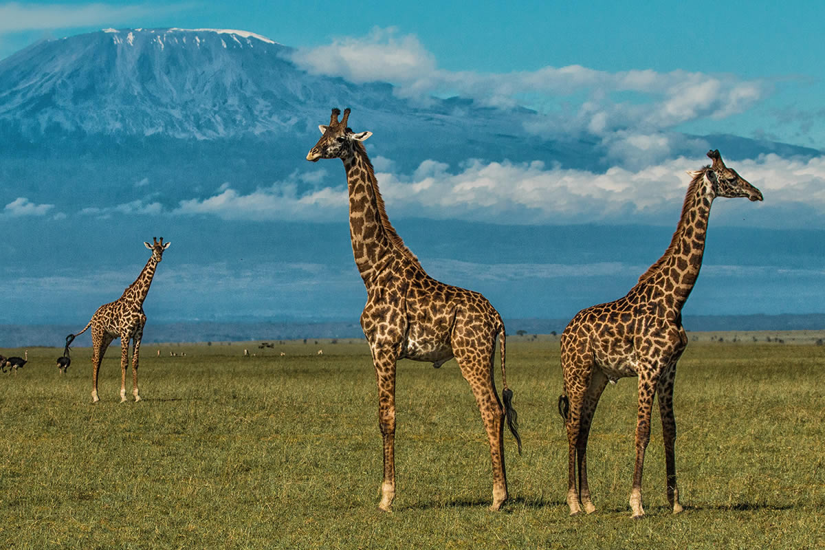 3 Days Amboseli National Park Safari