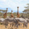 3 Days Samburu Safari 3 Days Samburu Safari
