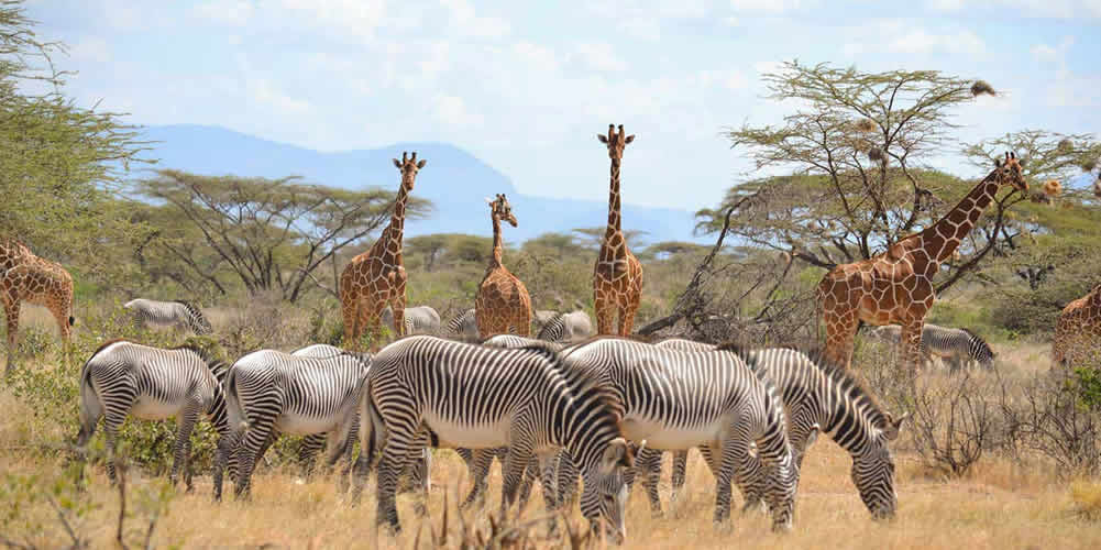 3 Days Samburu Safari 3 Days Samburu Safari