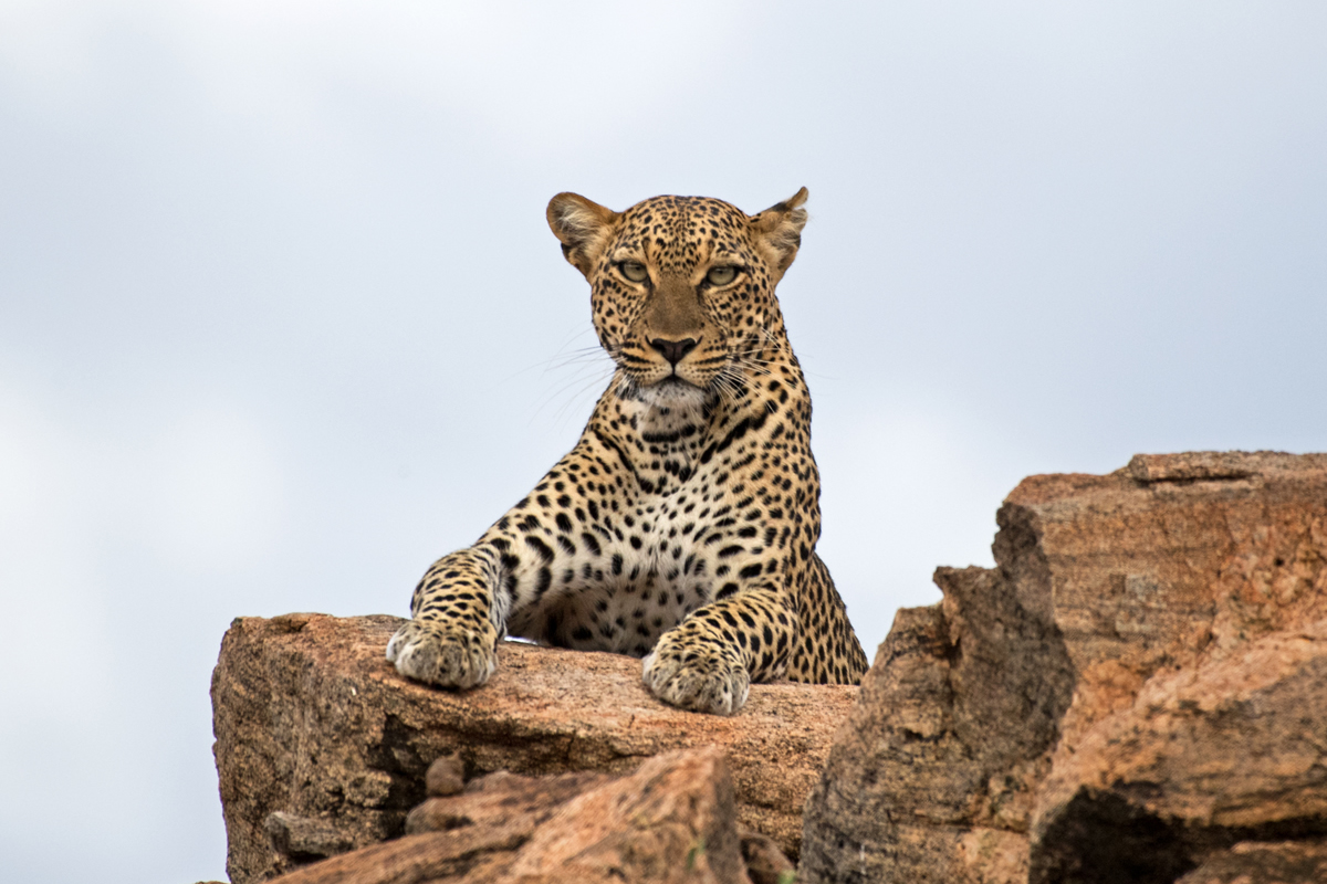 3 Days Samburu National Reserve Safari