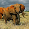 5 Days Amboseli and Tsavo Safari 5 Days Amboseli and Tsavo Safari