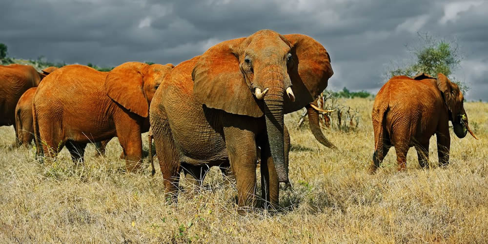5 Days Amboseli and Tsavo Safari 5 Days Amboseli and Tsavo Safari