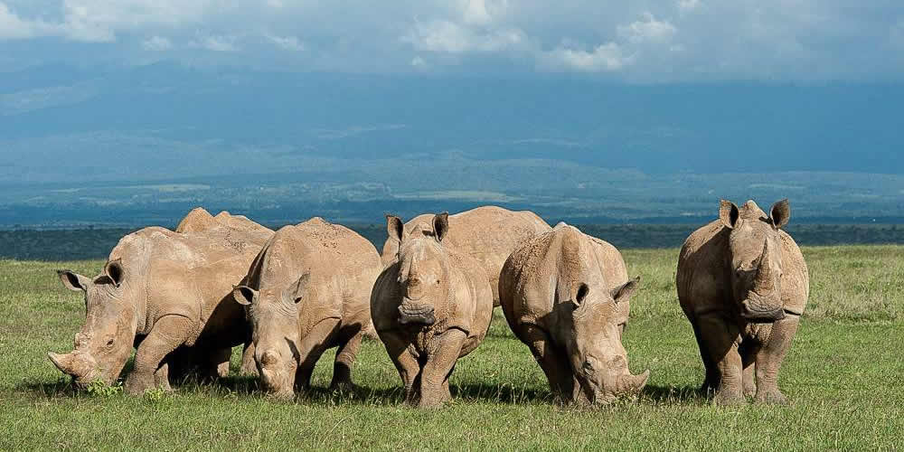 6 Days Big 5 Kenya Safari 6 Days Big 5 Kenya Safari