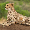 7 Days Kenya Cheetah Safari 7 Days Kenya Cheetah Safari
