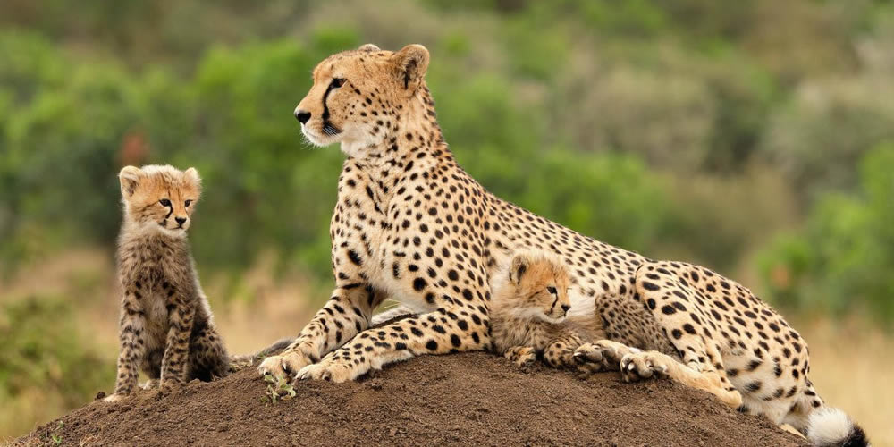 7 Days Kenya Cheetah Safari 7 Days Kenya Cheetah Safari