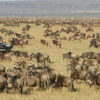 9 Days Kenya Savannah Safari