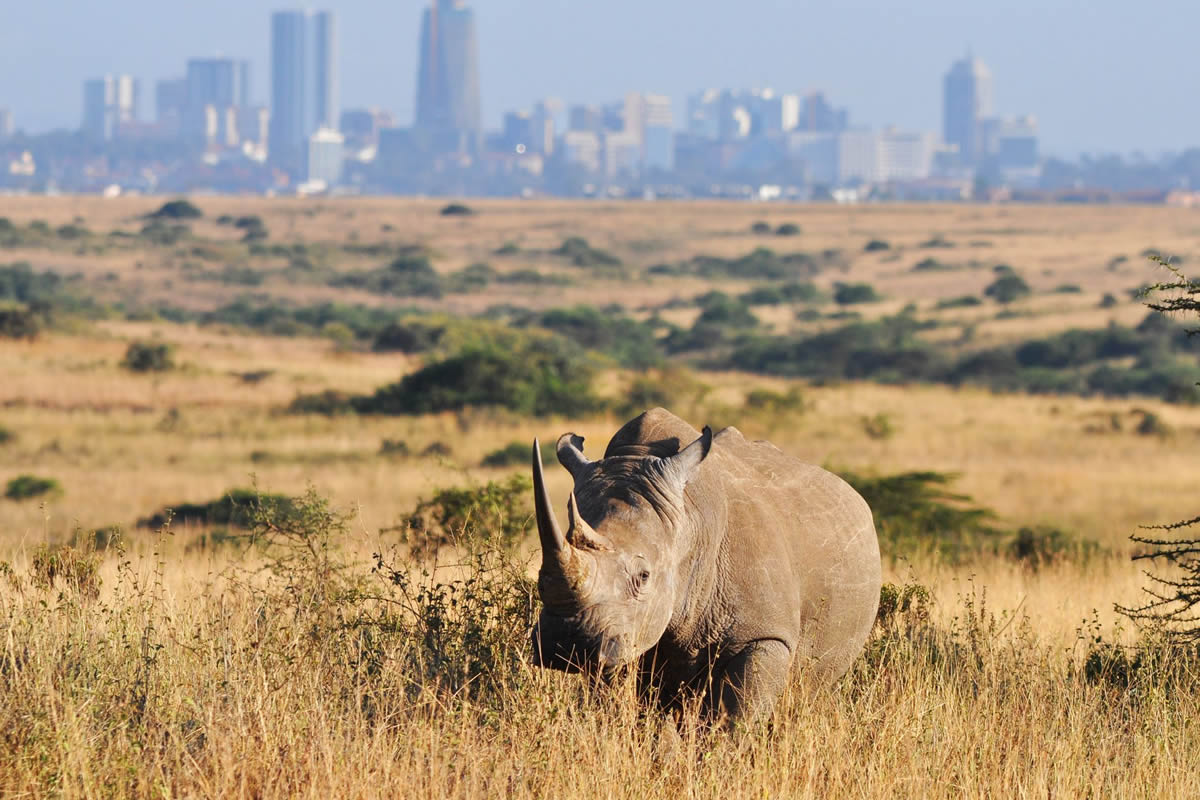 Half Day Nairobi National Park Safari
