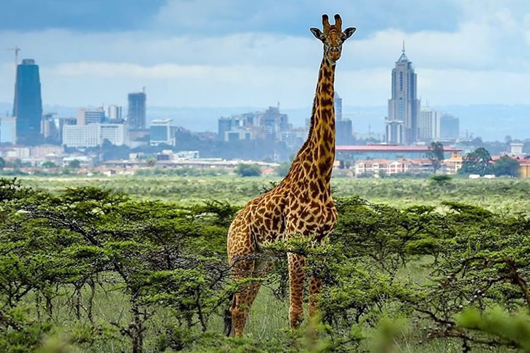 Half-Day-Nairobi-National-Park