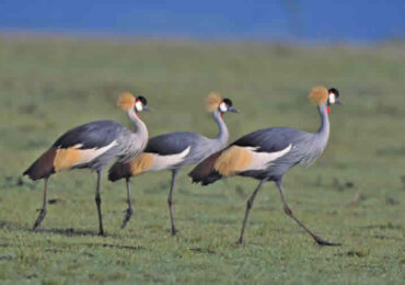 Nairobi-National-Park-Birds