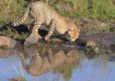Nairobi-National-Park-Cheetah