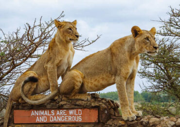 Nairobi-National-Park-Lion