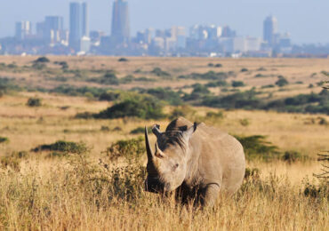 Nairobi-National-Park-Rhino