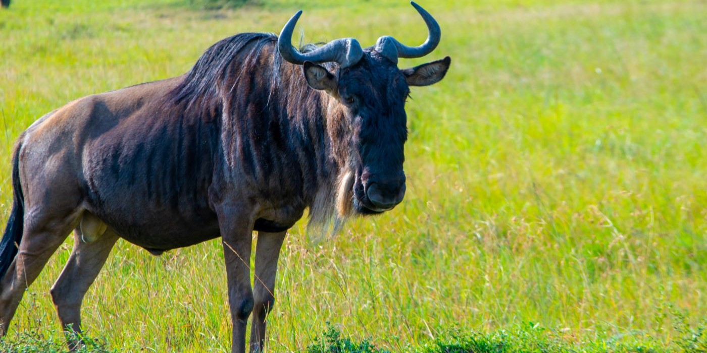 Masai Mara Labour Holiday Gateway