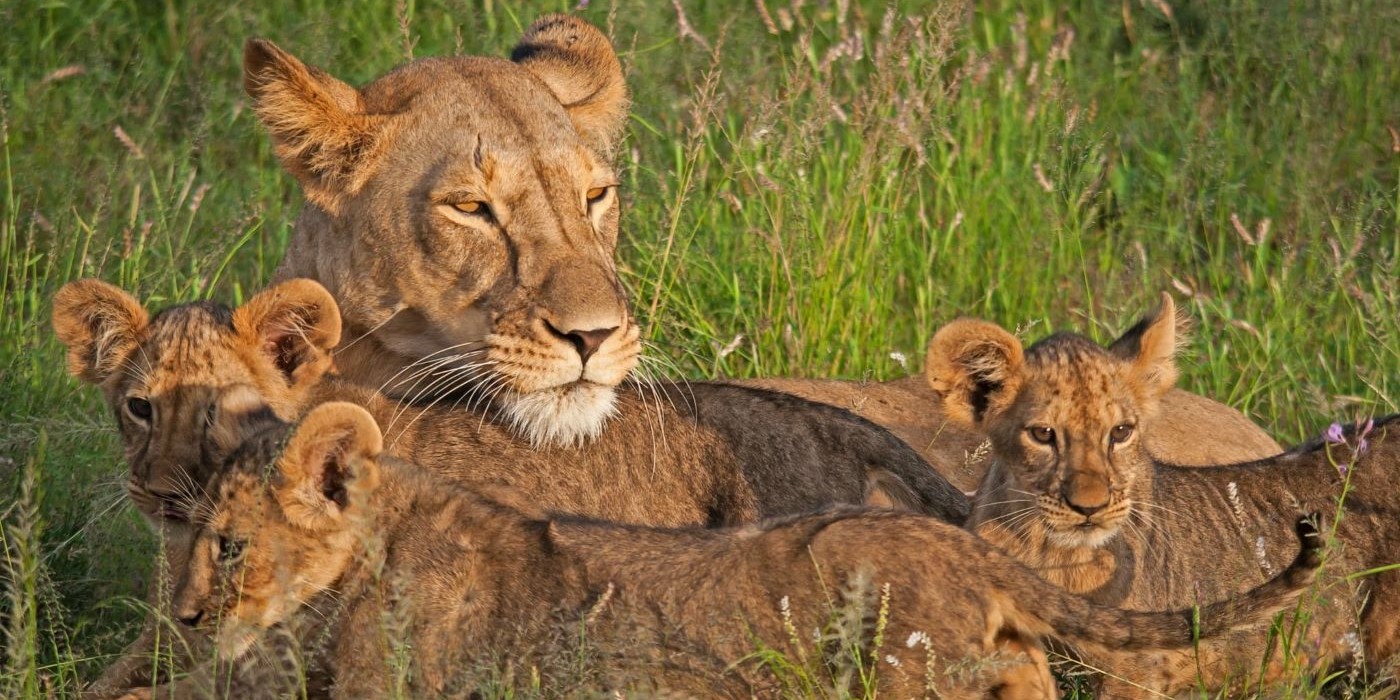 Samburu Madaraka Holiday Gateway
