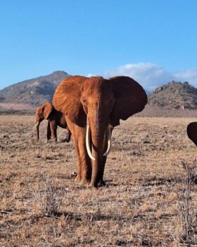 Tsavo National Park
