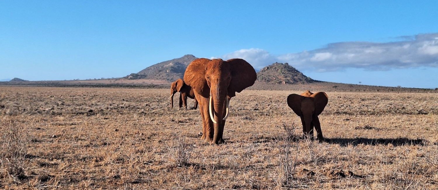 Tsavo National Park